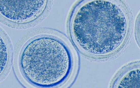 多囊促排卵:警惕副作用风险,科学应对是关键