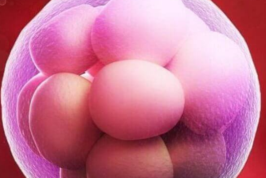 囊胚移植十天才着床?别慌,附5天胚胎着床时间解析