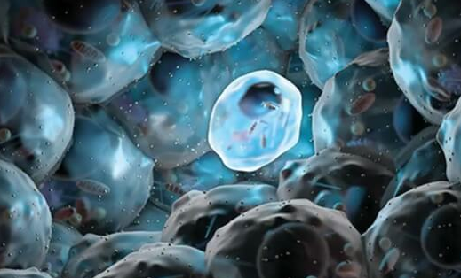 融合胚胎与囊胚：质量与成功率对比解析