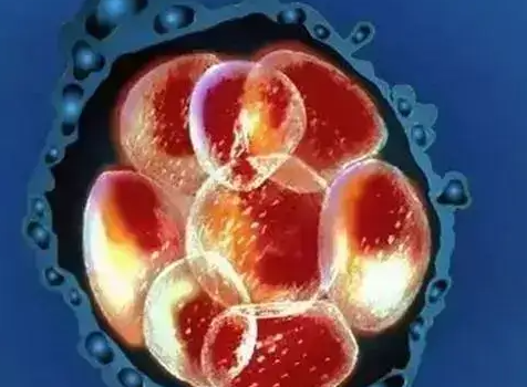 试管婴儿仅4个胚胎的成功率分析:身体状态良好者可达45%以上