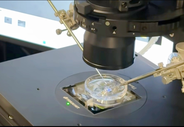 美国BHF生育中心三代试管婴儿：三重优势助力大龄女性提升孕力与全流程解析