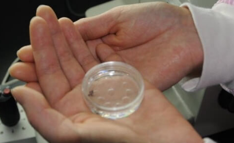 泰国鲜胚移植第12天查血失败还有希望吗？