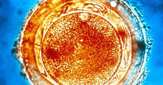 泰国D6囊胚移植成功率解析：需结合年龄等关键因素综合判断