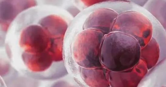 胚胎培养状态的影响因素解析：染色体正常性为核心变量