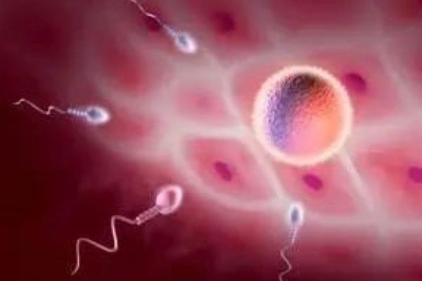 美国EFC生殖中心：第一次移植胎停别慌！这4大关键因素决定第二次移植成败