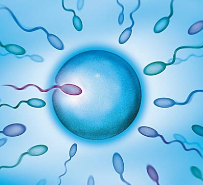 马来西亚爱维生育中心三代试管婴儿：科学解读取卵数量的黄金平衡点