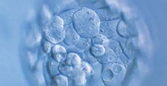 试管婴儿胚胎碎片多怎么办?科学改善策略全解析