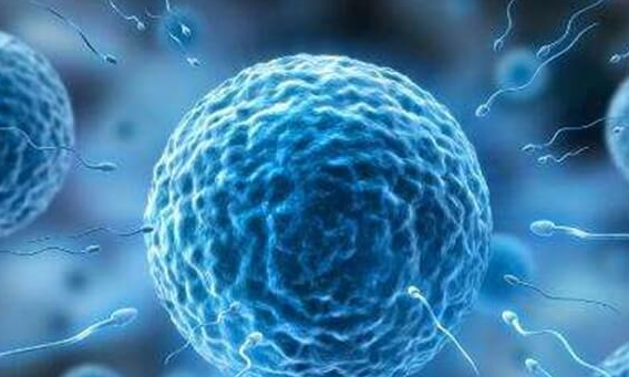 三代试管婴儿鲜胚养囊成功率-优质胚胎可达80%