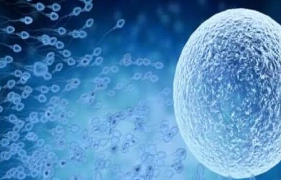 美国试管婴儿流程全解析：胚胎移植为核心环节