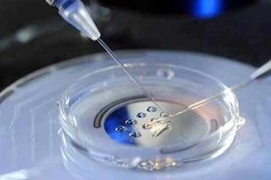 鲜胚与冻胚移植成功率对比及复苏移植常见问题解析