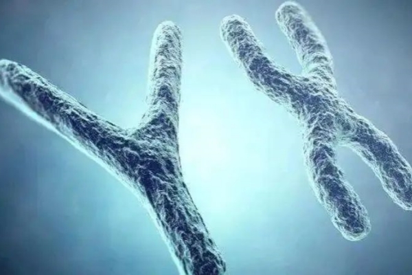 泰国千禧生殖中心：夫妻染色体正常，为什么胚胎竟出现异常？