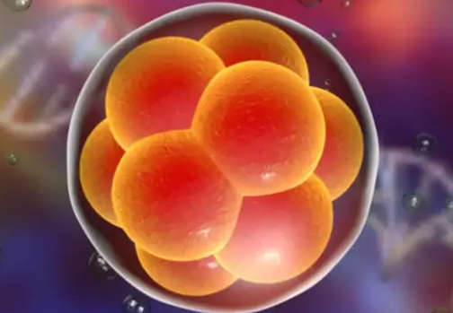 移植囊胚宫外孕的几率,保持平常心或能降低