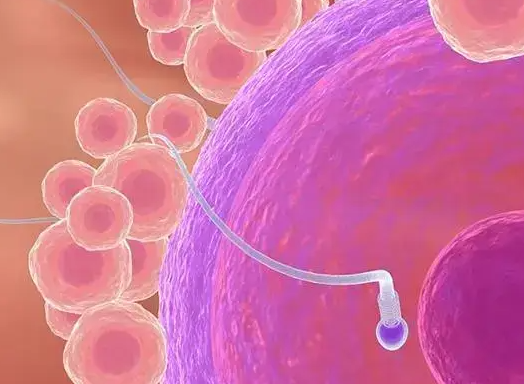 促排期间雌二醇偏高危害大，不干预当心影响卵泡质量