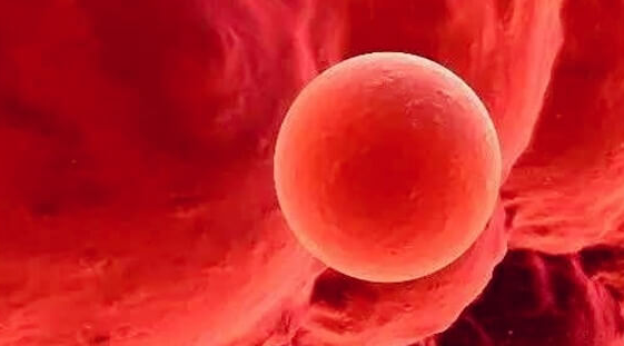 上海试管婴儿医院:第六天5bb囊胚成功率虽难定,做好四点助力着床