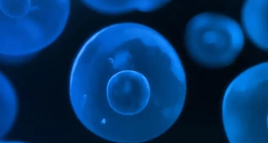 美国试管婴儿鲜胚养囊失败原因分析：精卵质量差是核心因素之一