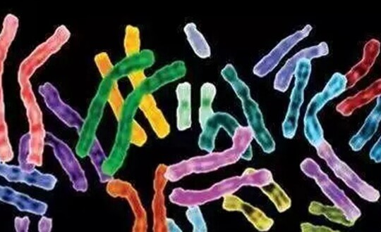 美国三代试管婴儿携带胚胎移植的可行性分析