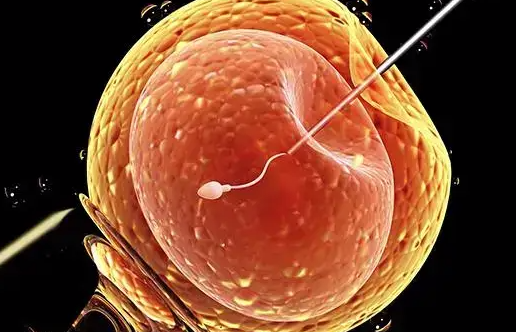 女性不孕原因深度解析：输卵管与免疫因素成关键