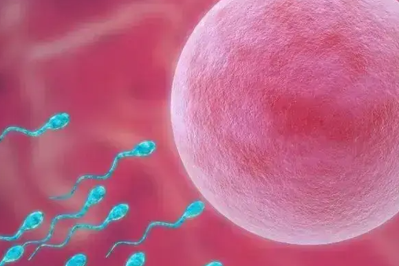 促排有空卵泡的原因分析：卵巢功能异常或为主因