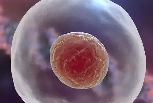 鲜胚移植成功的十个征兆：腰酸并非可靠信号