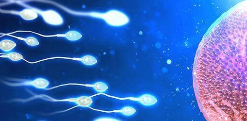 精子畸形率高达90%赴泰国做试管婴儿：有条件可行，正常精子是关键