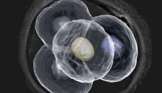 试管婴儿:7个胚胎数量不少,关键看这3方面