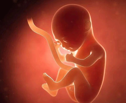 泰国试管取卵后几天看胚胎结果？答案在这