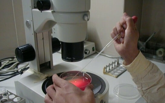 上海试管婴儿医院：试管婴儿能否一次成功？年龄、卵巢功能与子宫环境是关键