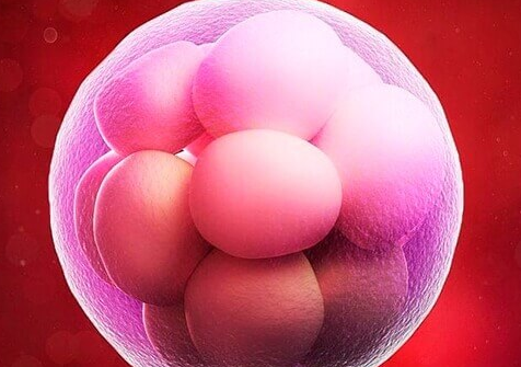 影响泰国囊胚移植成功率的因素总结