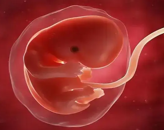 试管婴儿胚胎移植数量：科学选择与风险平衡