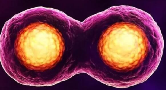 赴美试管囊胚一个变俩的原因分析：受孕方式、激素药物作用等皆可能