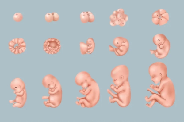 泰国千禧生殖中心：孕早期为什么成为胎停育高发期？