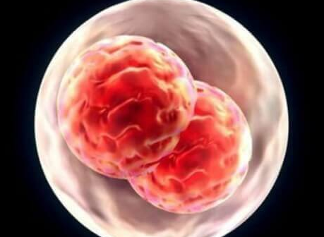 试管养囊后能否看性别？取决于这3个方面