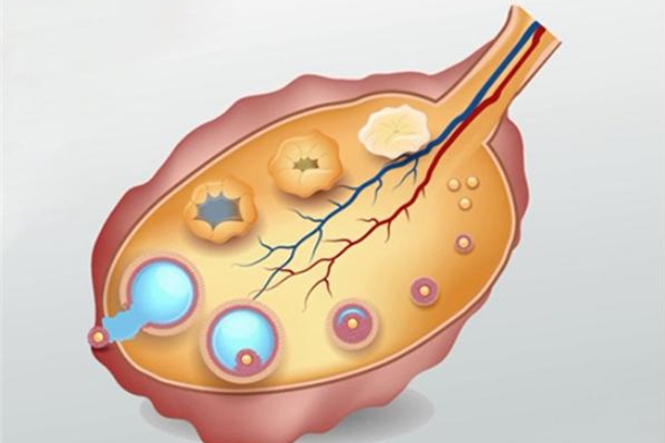 美国CCRH生殖中心：卵泡萎缩的多重原因，不仅仅是发育不良