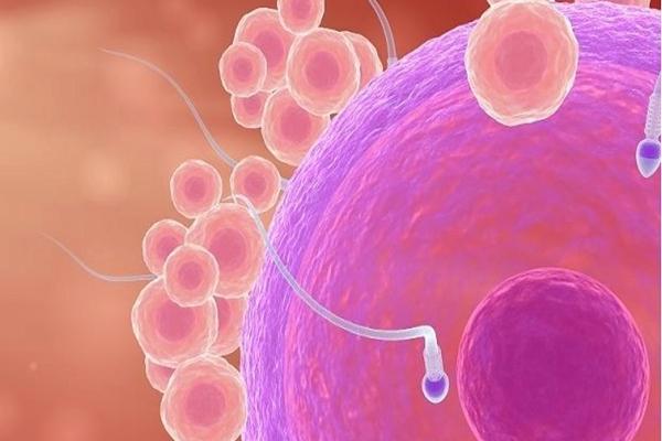 赴美试管提升胚胎着床率的全方位策略：饮食与运动并重