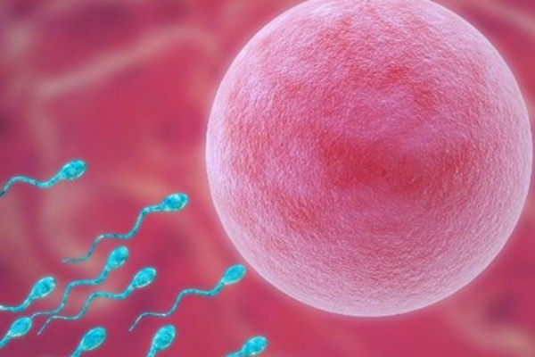 赴泰试管多次促排卵对卵巢的影响及月经紊乱的调理方法