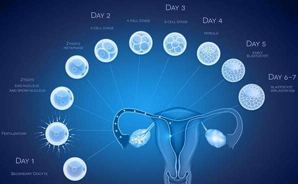 试管促排后同房了有影响：增加感染风险！