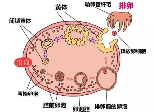 上海试管婴儿医院：移植双优胚却生化？3大关键因素需警惕
