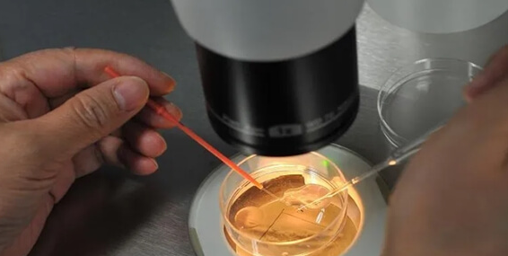 泰国试管移植成功率揭秘：八大核心因素全解析