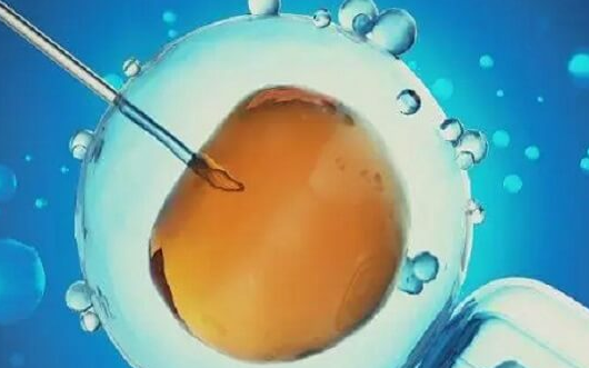 试管移植单鲜胚：以降低流产风险守护新生命