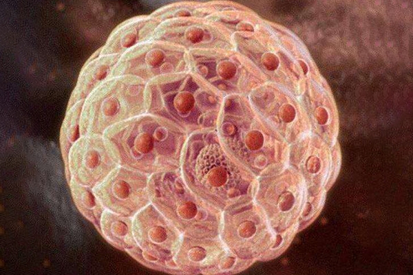 泰国千禧生殖中心：囊胚移植后HCG值低？科学保胎策略