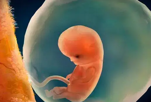 取卵后“零胚胎”之谜:受精失败或是主因