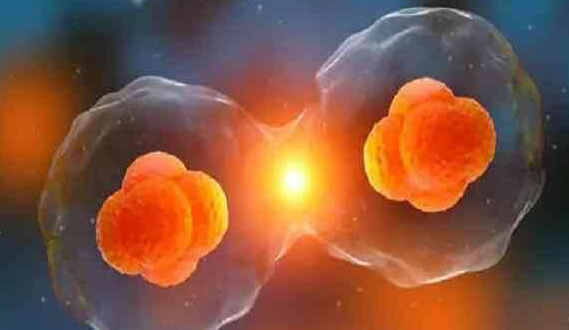 试管婴儿取卵数量解析:高龄女性3-6个是否合适?