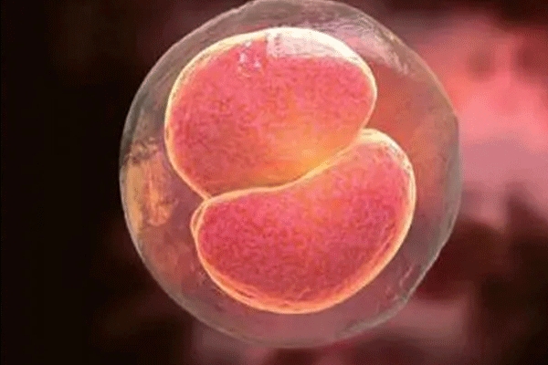 泰国千禧生殖中心：胚胎移植后白细胞异常-自身免疫因素的影响