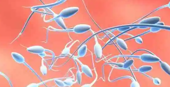 精索静脉曲张做试管婴儿：精子质量越差成功几率越低