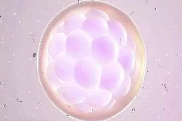 泰国DHC生殖医院：胚胎移植后饮食指南