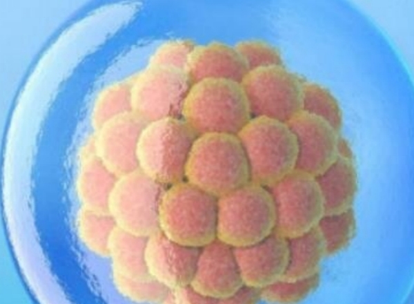 试管婴儿为何要攒够4个胚胎？提高成功率是核心考量