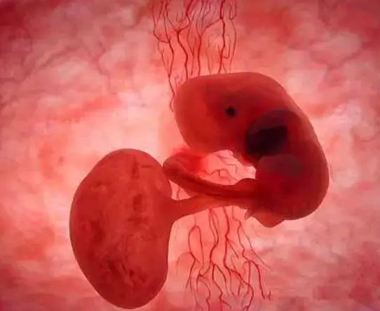 做试管婴儿什么情况下容易胎停：激素分泌少等4方面解析