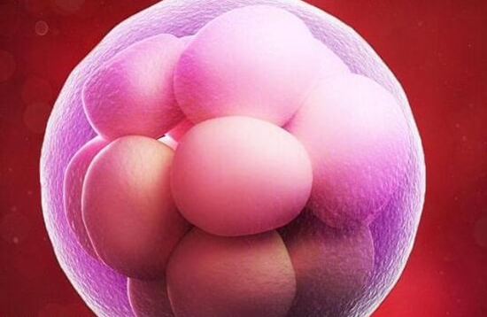 上海试管婴儿医院：高龄做试管婴儿移植冻胚和鲜胚的利弊分析