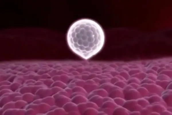 泰国千禧生殖中心：评估卵子质量六个自测方法