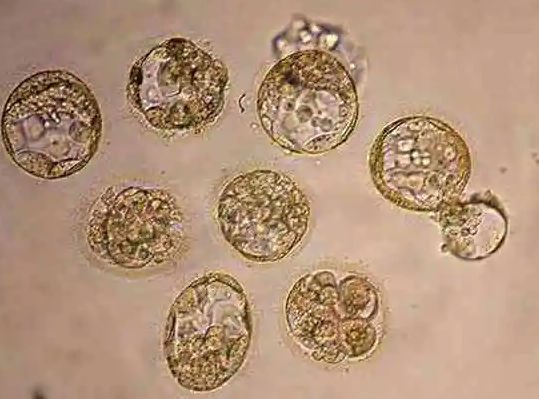 胚胎培养时间全解析：5 - 6天囊胚的优质密码